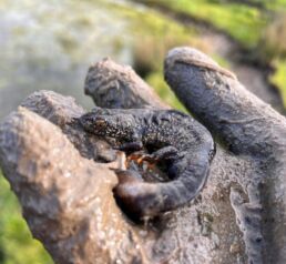 A male Great Crested Newt found in January 2022 on Burnham & Weston Energy's solar farm