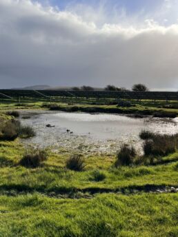 The pond in which the Great Crested Newts had set up their wintry home